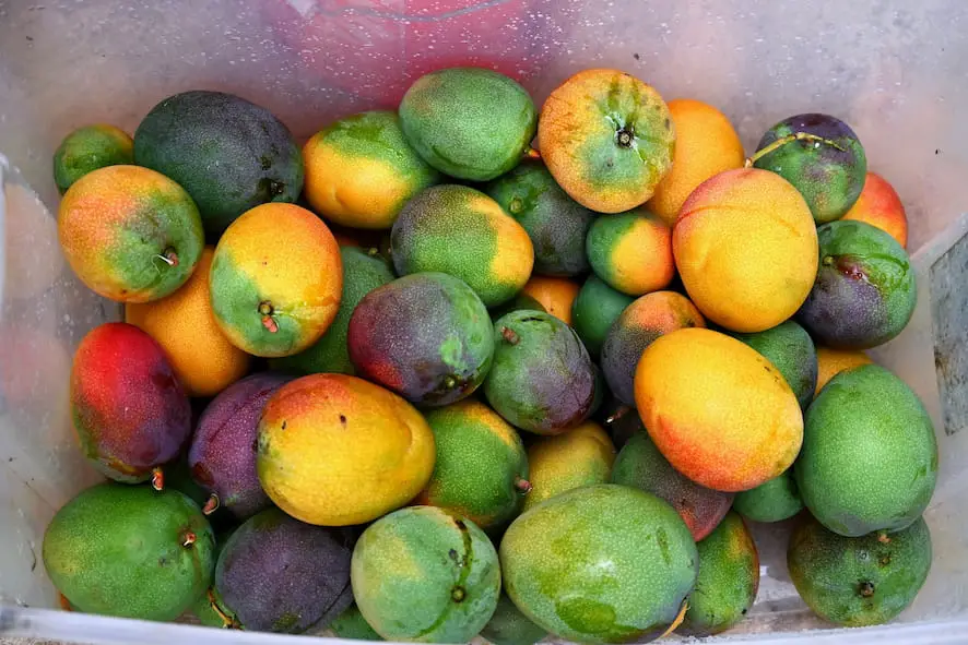 Mangue : caractéristiques, valeur nutritionnelle & vitamines